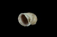 蝴蝶玉螺藏品圖，第3張